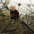 roter Panda beim faulenzen :)