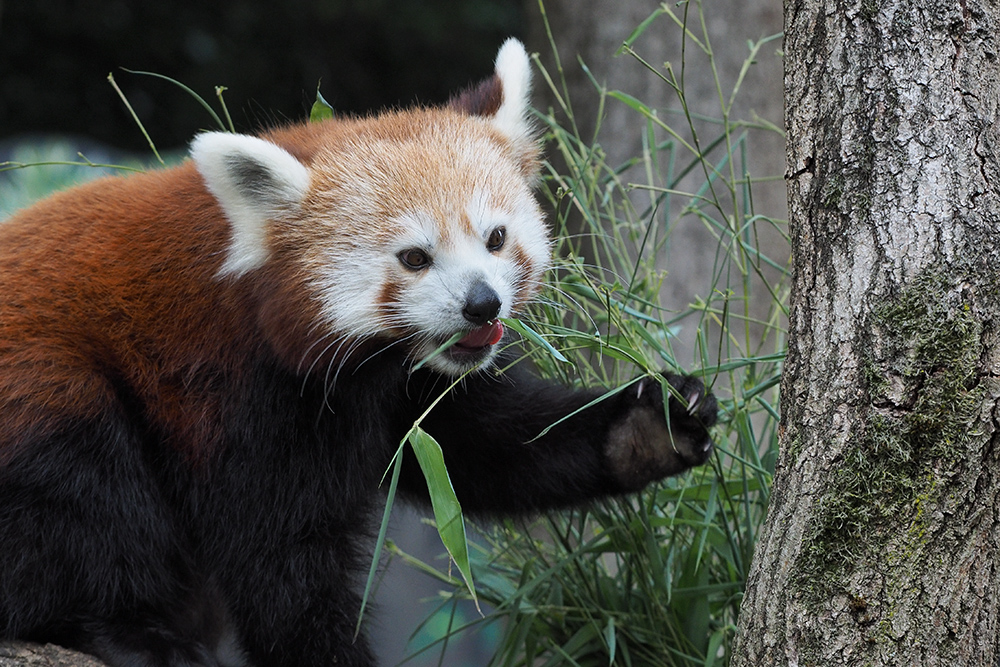 Roter Panda ...