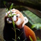 Roter Panda