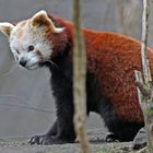 Roter Panda