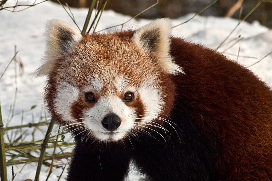 Roter Panda