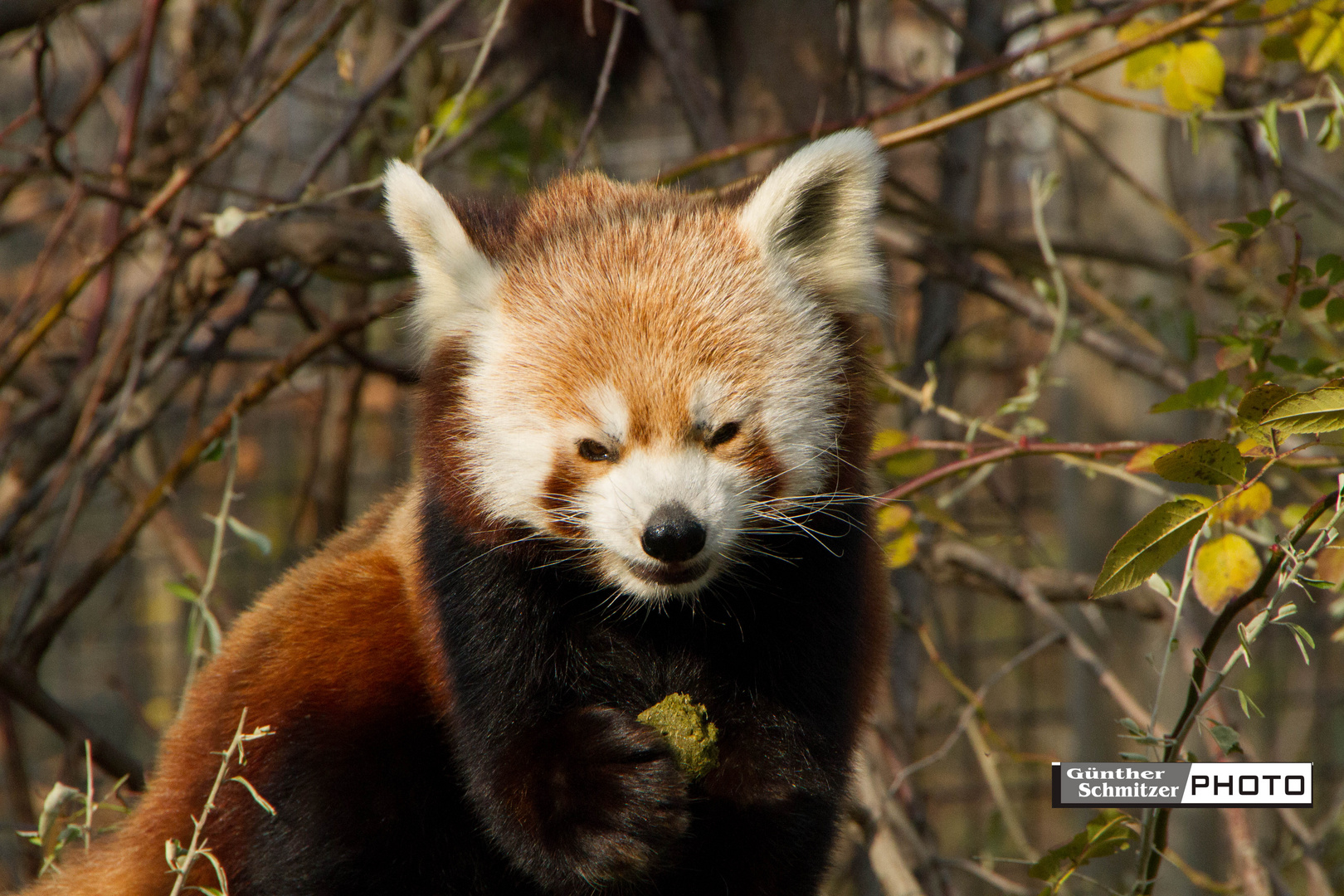 Roter Panda