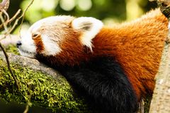 Roter Panda...