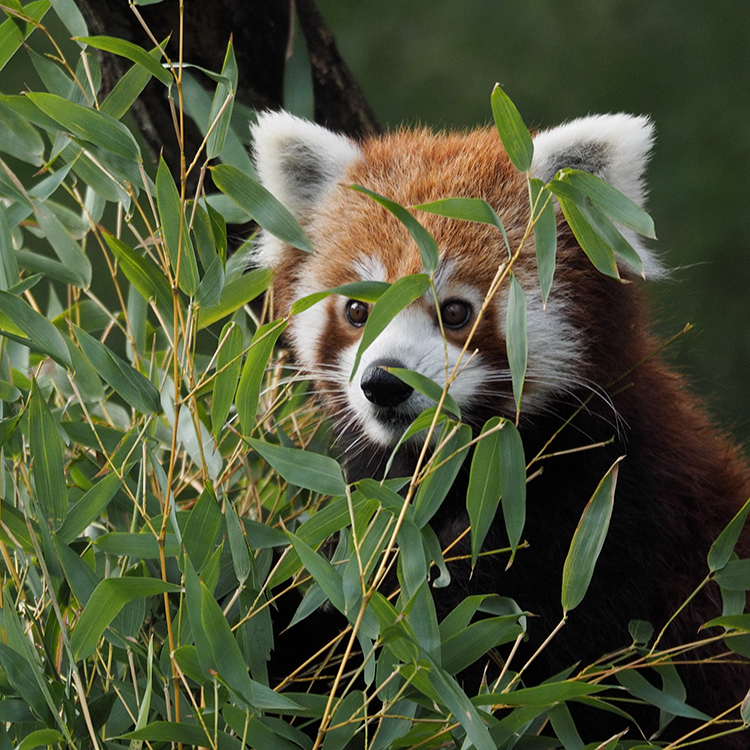 Roter Panda ...