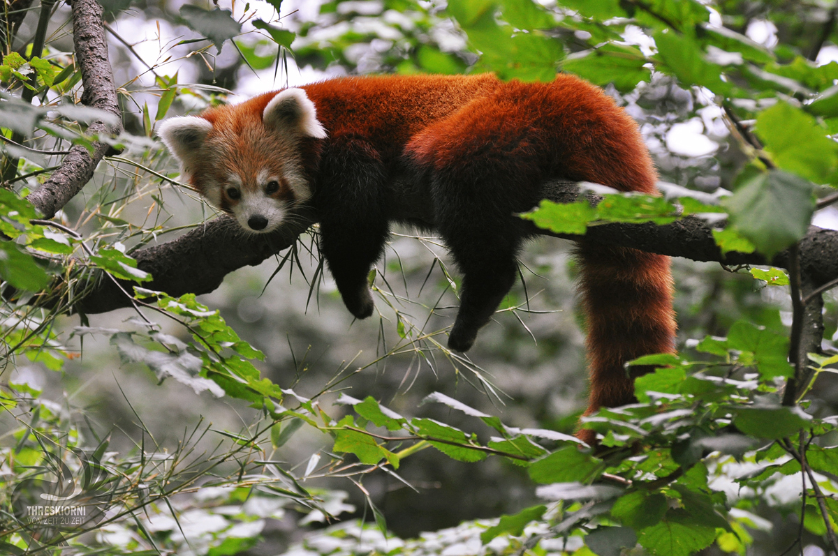 Roter Panda