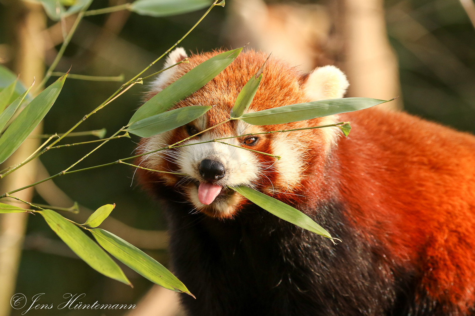 Roter panda