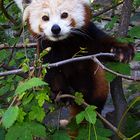 Roter Panda