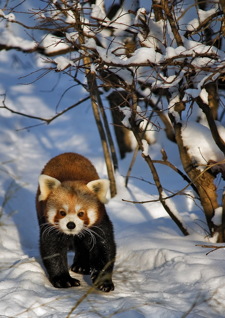 Roter Panda