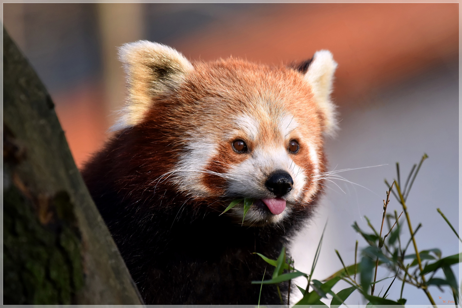 Roter Panda Foto & Bild  natur, zoo, tiere Bilder auf fotocommunity