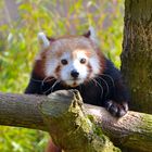 Roter Panda