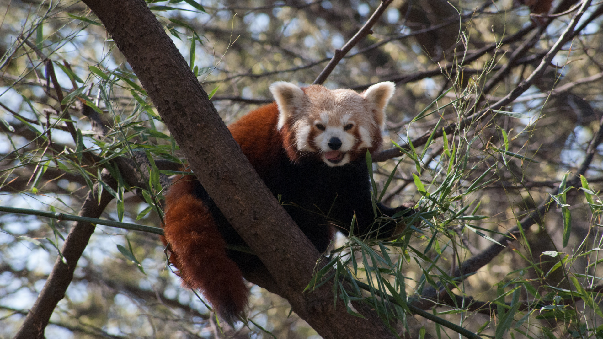 Roter Panda