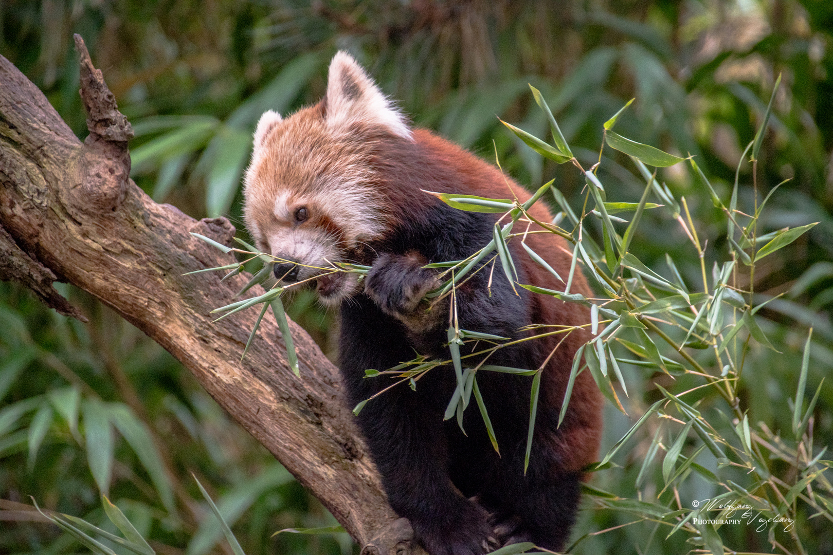 Roter Panda