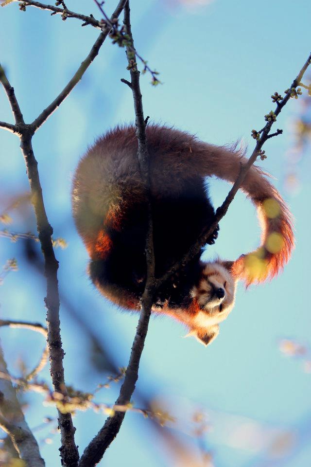 Roter Panda / Feuerfuchs