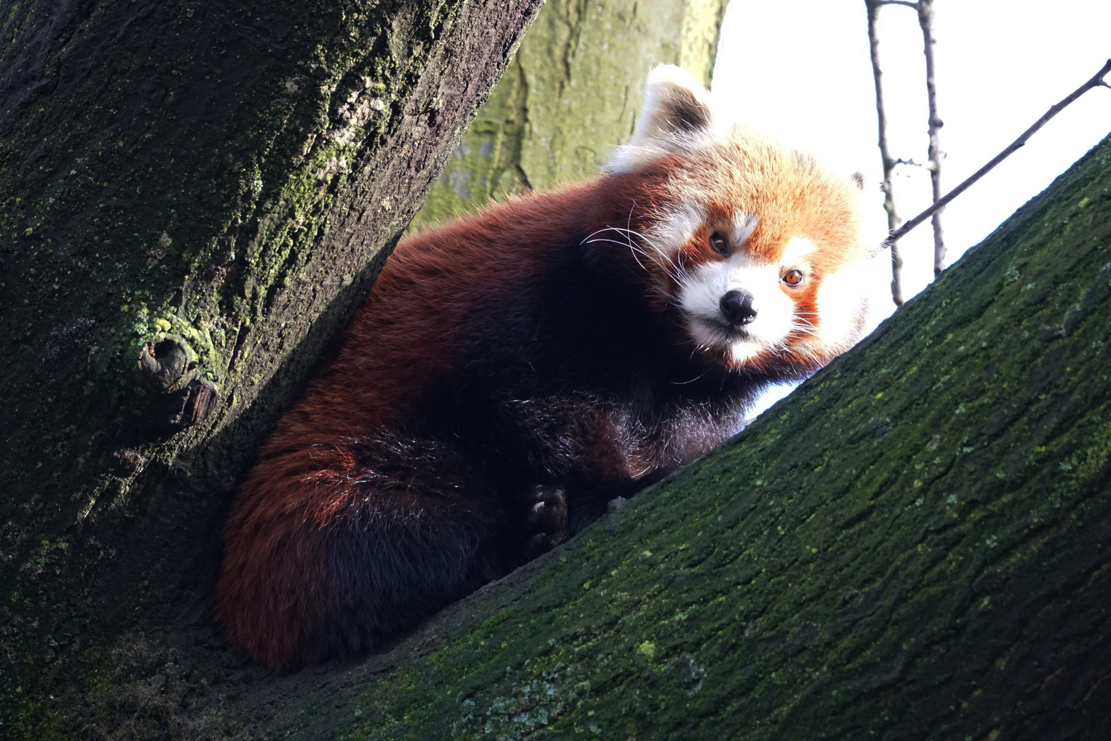 Roter Panda - Firefox