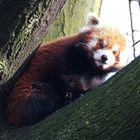 Roter Panda - Firefox