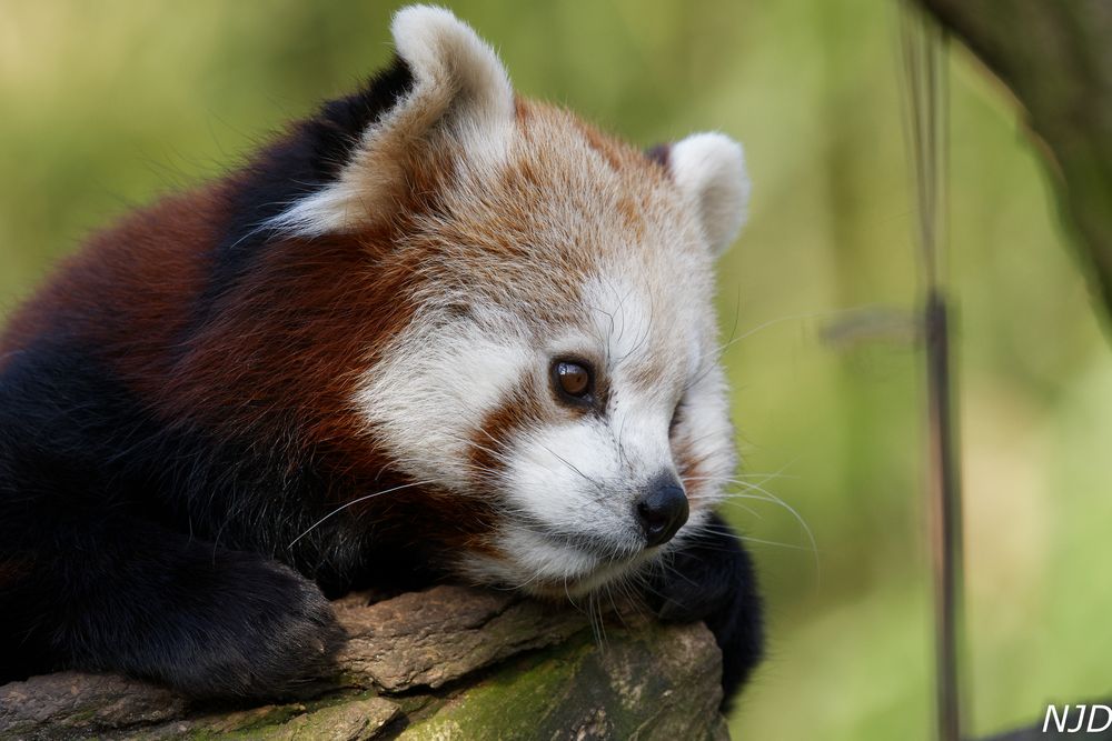 Roter Panda geniesst ersten Sonnenstrahlen