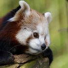 Roter Panda geniesst ersten Sonnenstrahlen