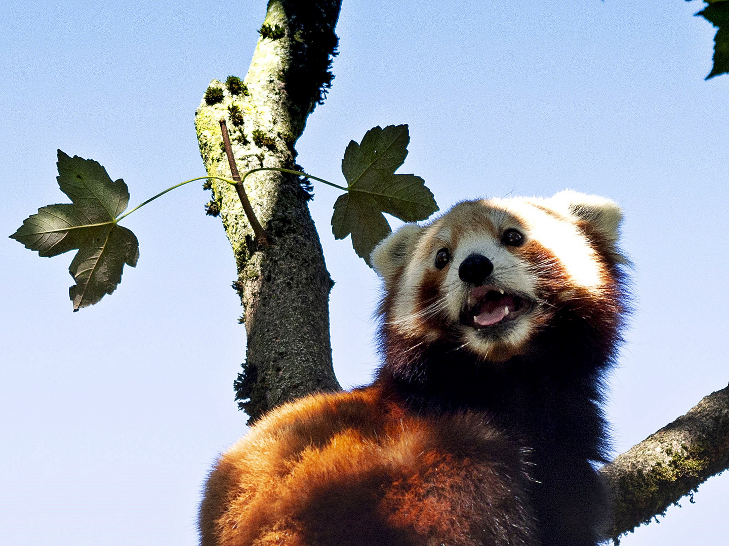 roter panda - hellabrunn