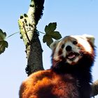 roter panda - hellabrunn