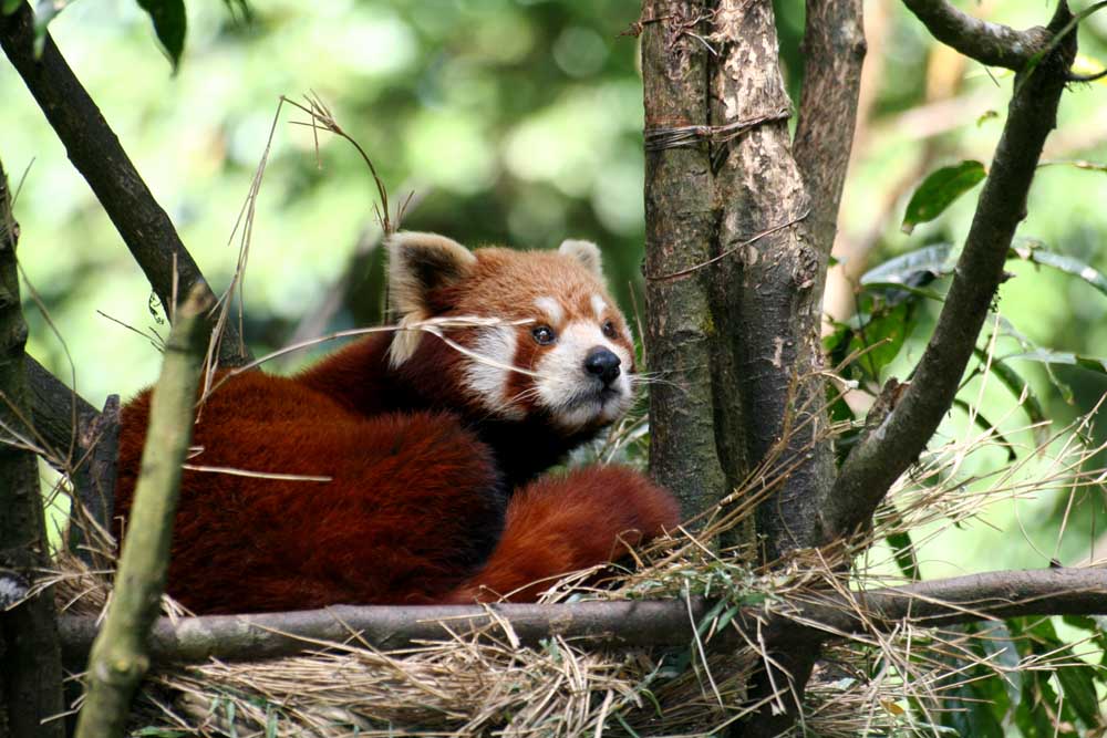 Roter Panda, Himalaya Zoo, Darjeerling, India, 2005