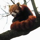 Roter Panda, hoch oben im Baum...