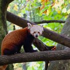 Roter Panda I