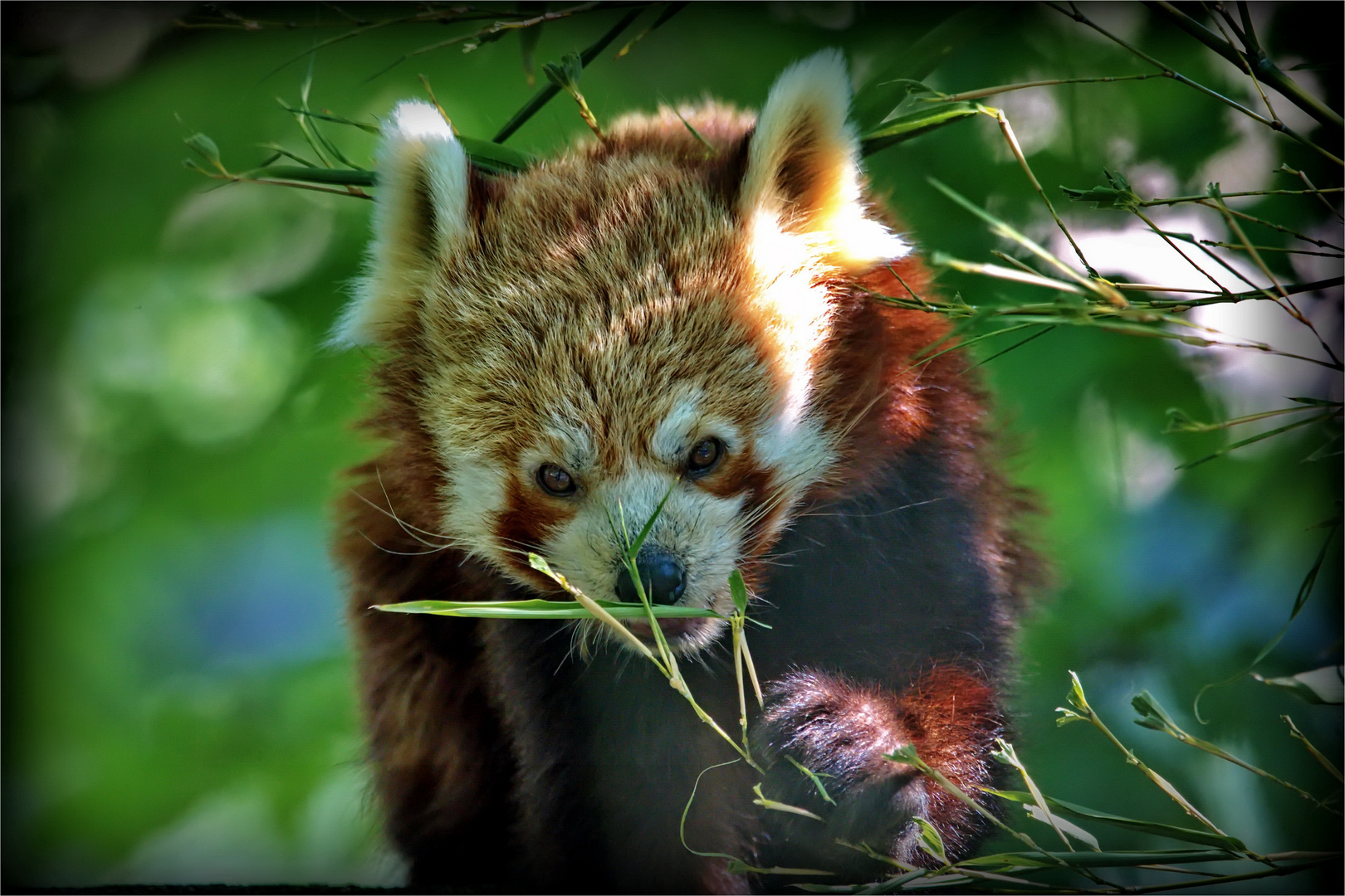 Roter Panda im Grün