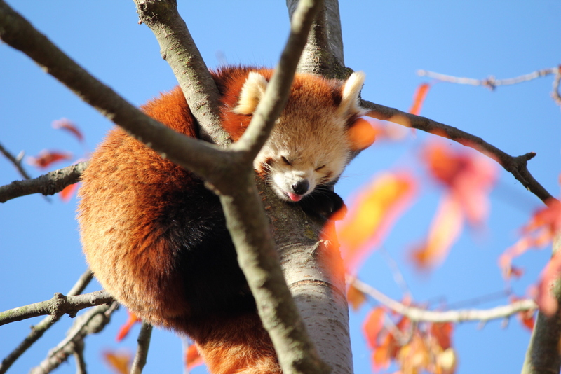 Roter Panda im Herbst