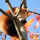 Roter Panda im Herbst