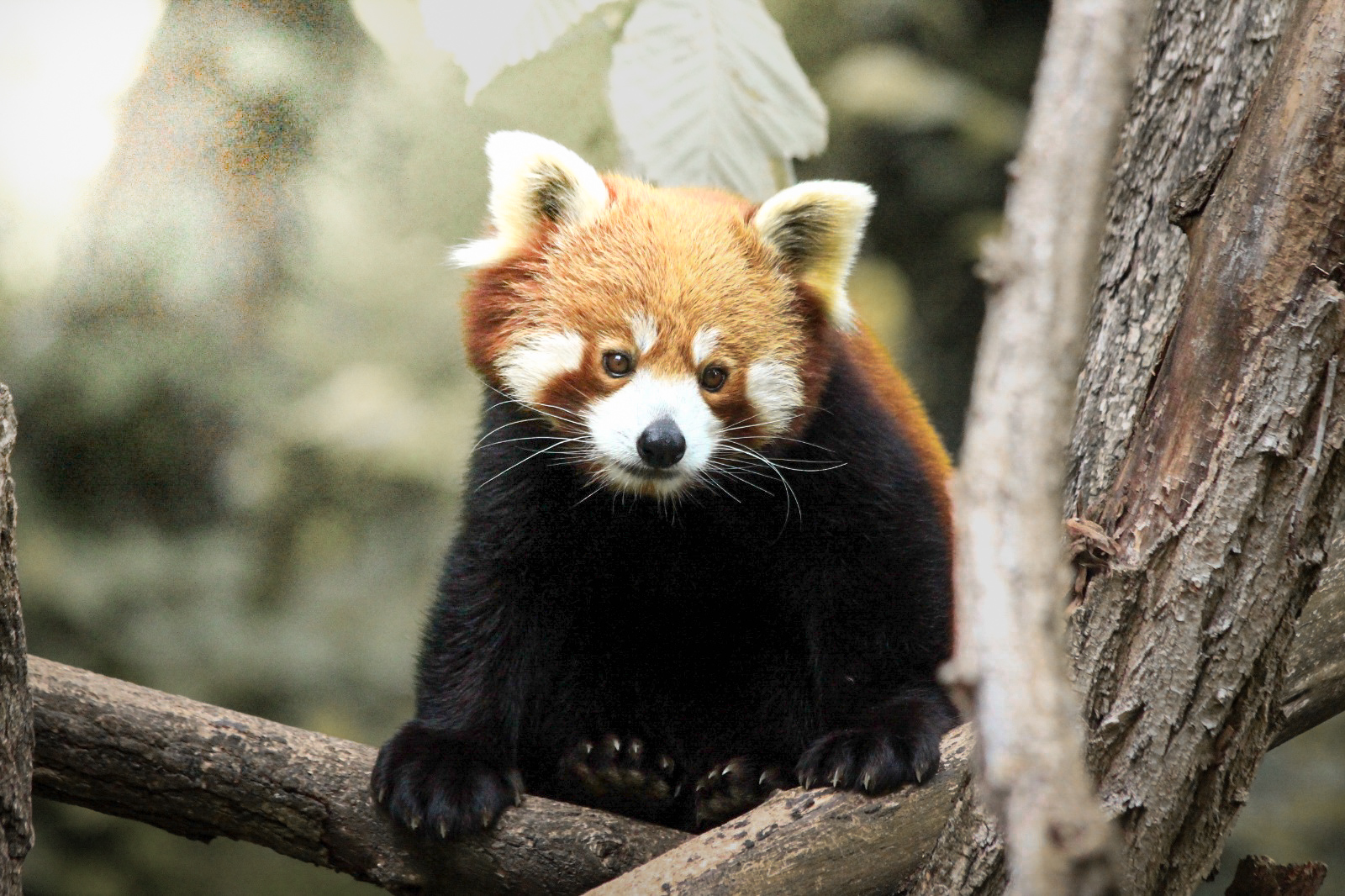 Roter Panda im Karlsruher Zoo 