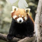 Roter Panda im Karlsruher Zoo 