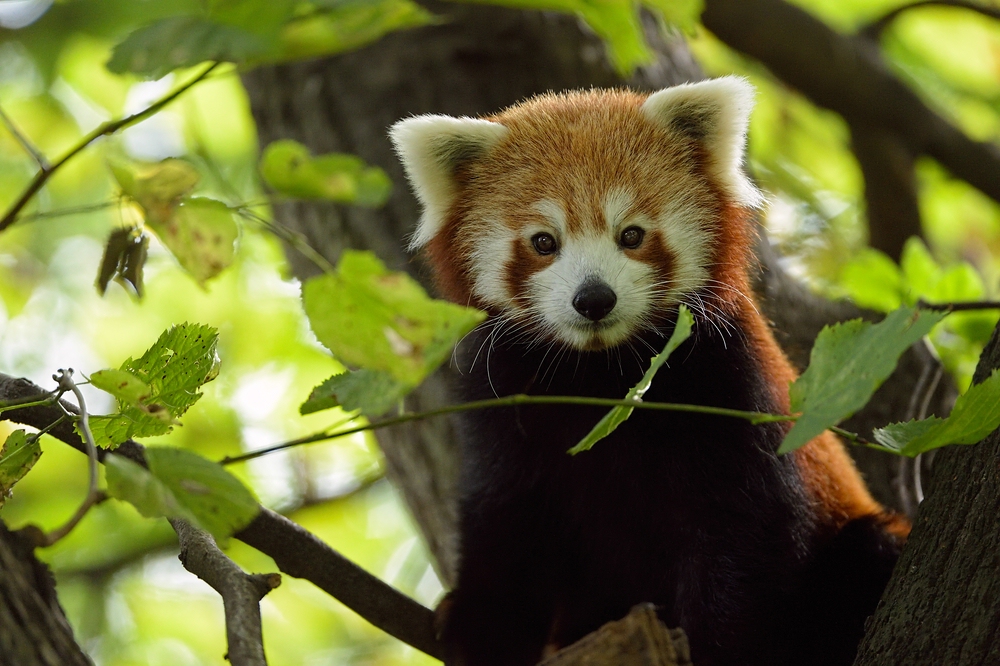Roter Panda im Kölner Zoo