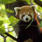 Roter Panda im Kölner Zoo