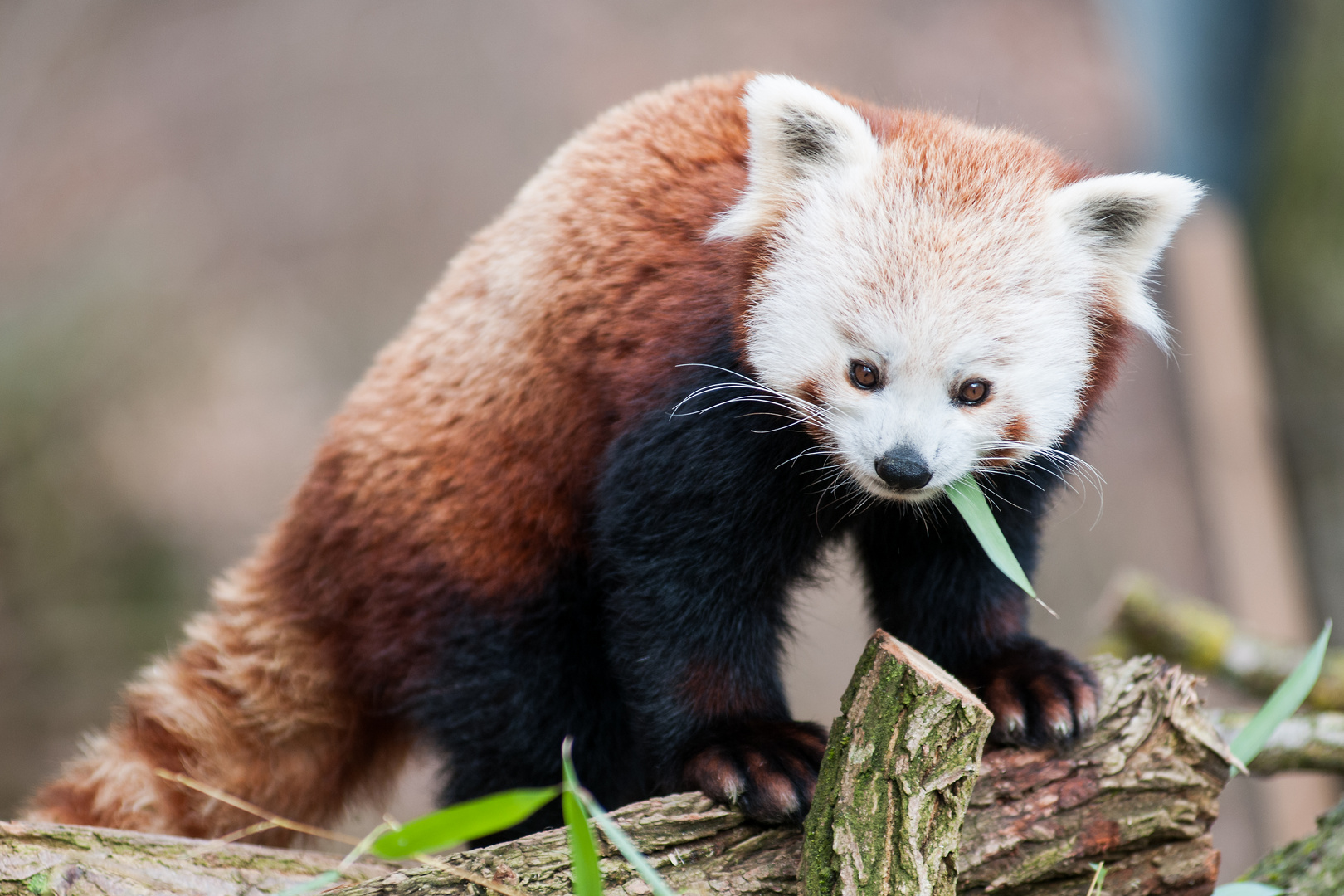 Roter Panda im Schweriner Zoo