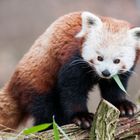 Roter Panda im Schweriner Zoo