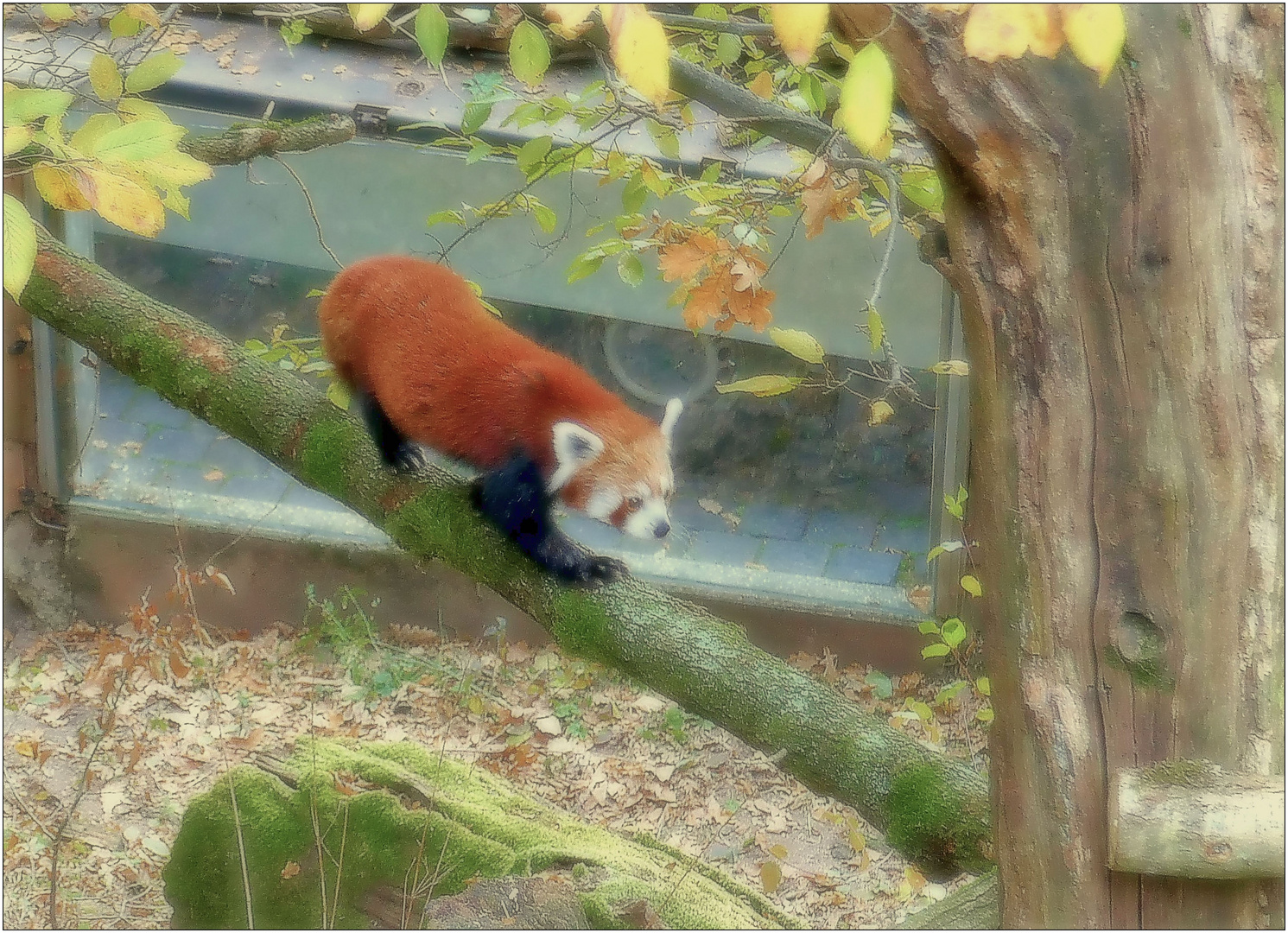 Roter Panda im Tiergarten Nürnberg