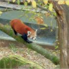 Roter Panda im Tiergarten Nürnberg