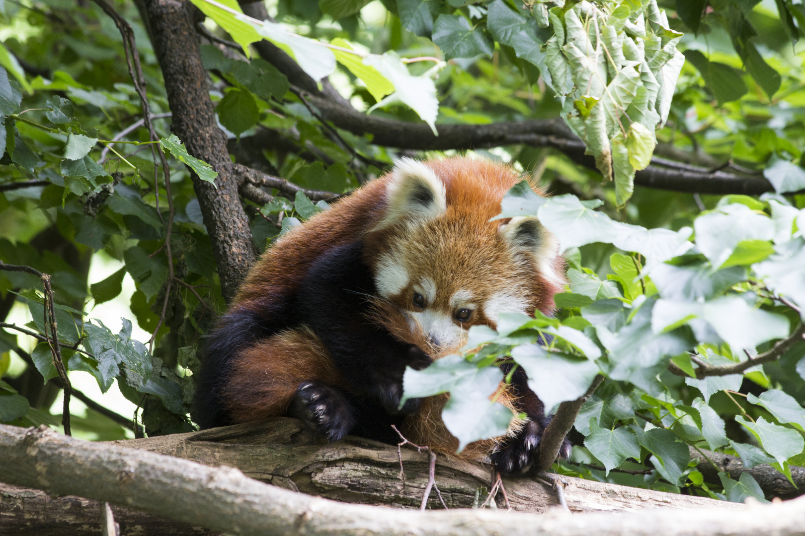 Roter Panda im Tierpark Berlin