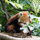 Roter Panda im Tierpark Berlin