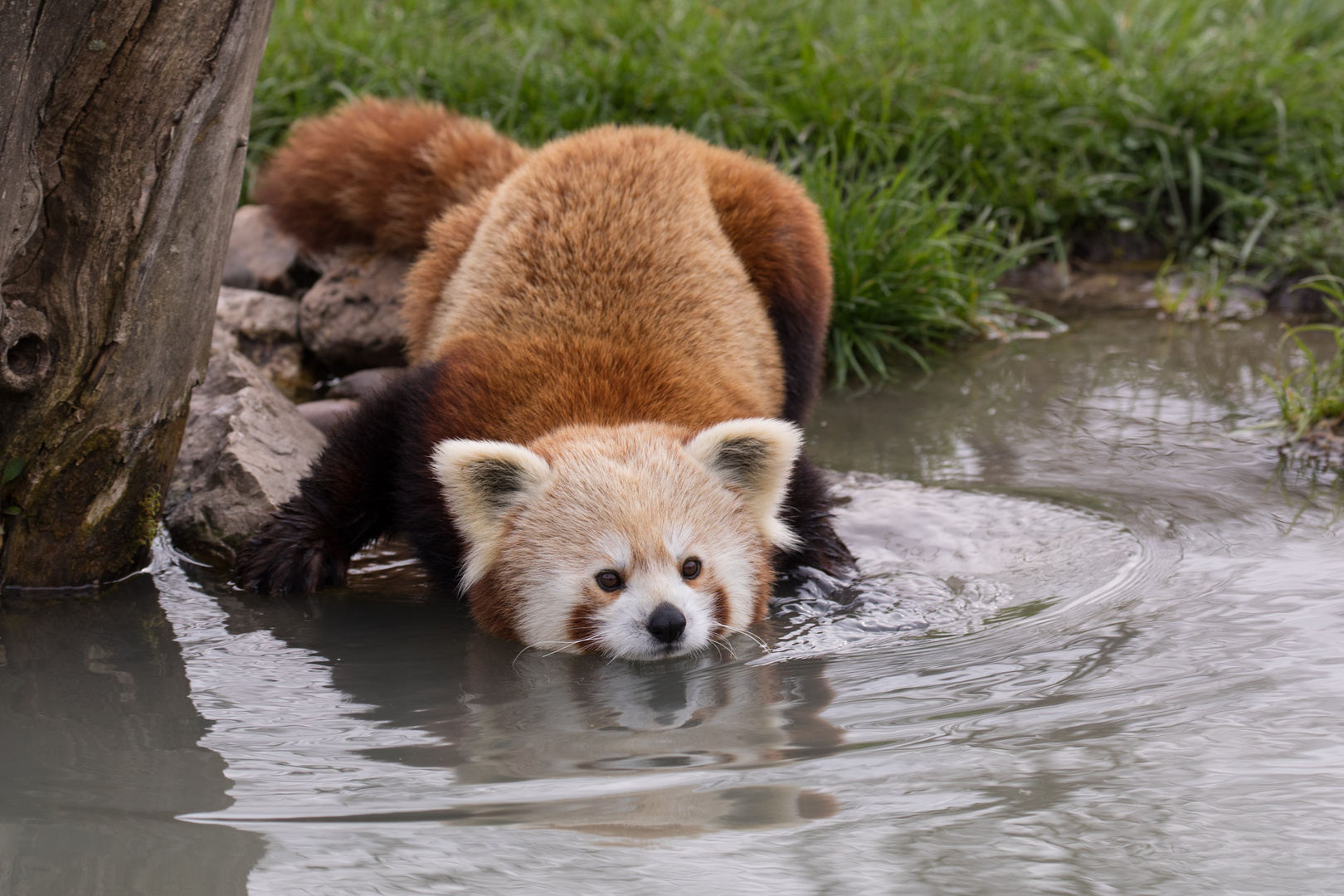 Roter Panda im Wasser