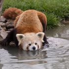 Roter Panda im Wasser