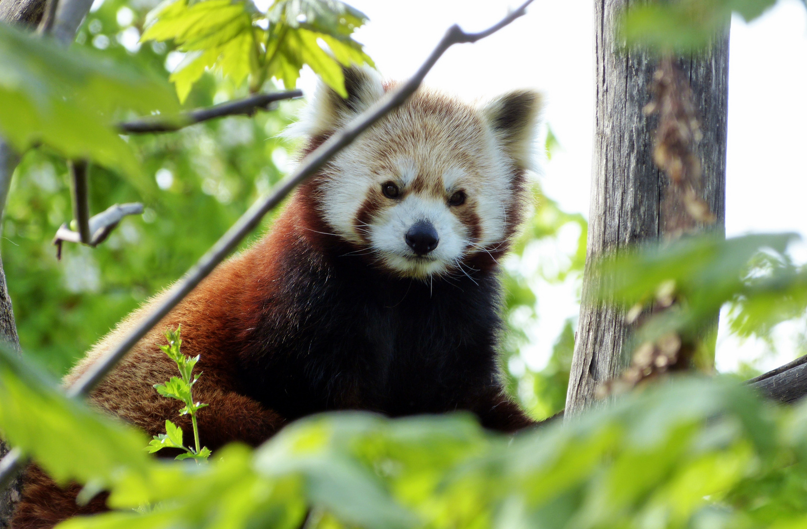Roter Panda im Wiener Zoo