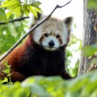 Roter Panda im Wiener Zoo