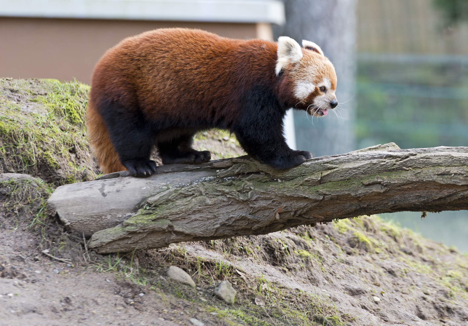 Roter Panda im Zoo Neuwied