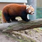 Roter Panda im Zoo Neuwied