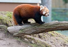 Roter Panda im Zoo Neuwied