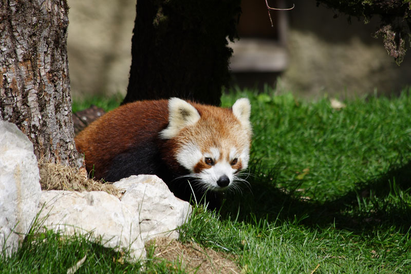 Roter Panda im Zoo, was schaust du so?