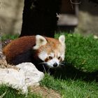 Roter Panda im Zoo, was schaust du so?