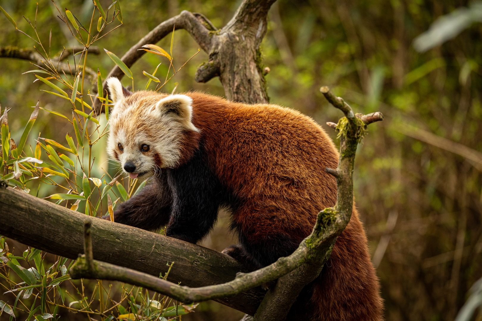 Roter Panda im Zoo Zürich