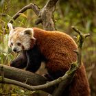 Roter Panda im Zoo Zürich